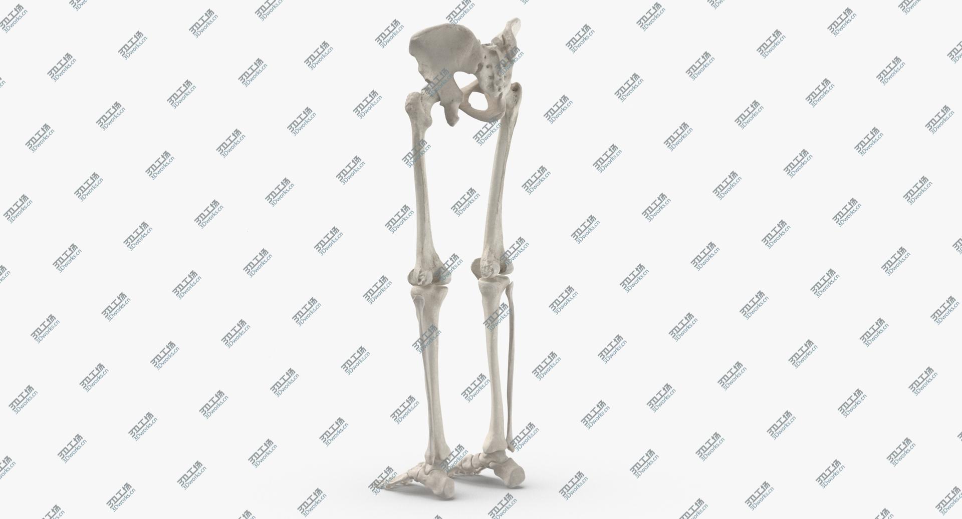 images/goods_img/2021040164/3D Real Human Legs and Pelvis Bones Anatomy White 01/5.jpg